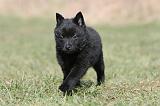 SCHIPPERKE 369